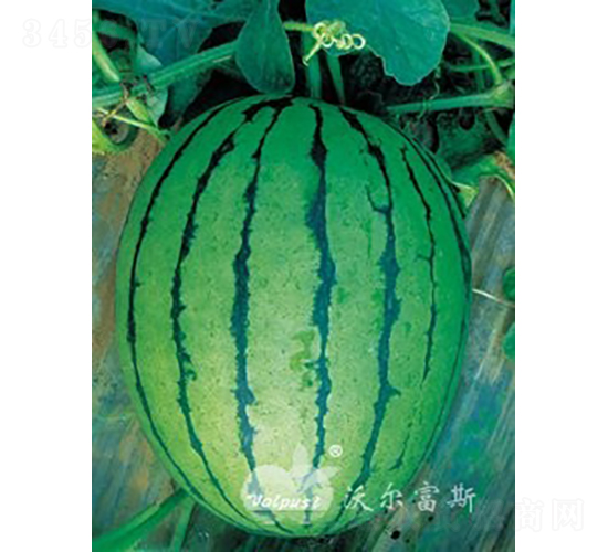 �紺�������F1����Ʒ���ϣ�-��������-�ֶ���˹