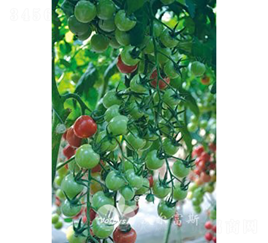 �۱���301F1����TY��������Բ��С���ѣ�-��������-�ֶ���˹