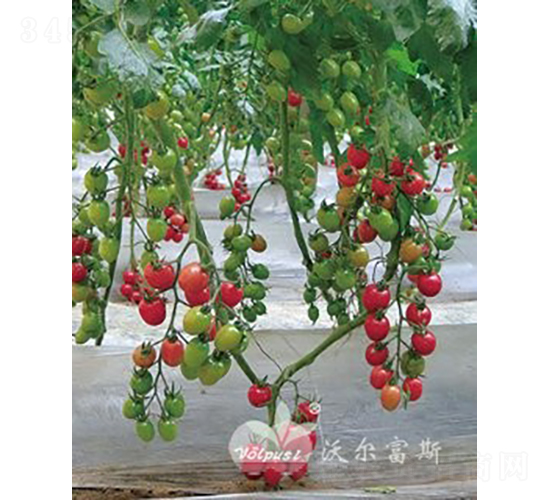 ǧ�ٶ�505F1����TYǧ�����ͷ۹�С���ѣ�-��������-�ֶ���˹