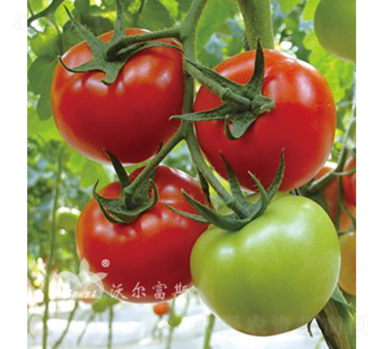 �챴��501F1����TY����������ѣ�-��������-�ֶ���˹