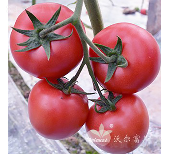 ţ��һ��F1��ʯͷ�۹����ѣ�-��������-�ֶ���˹