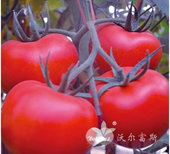 ���1187F1����TY��Ʒ������ѣ�-��������-�ֶ���˹