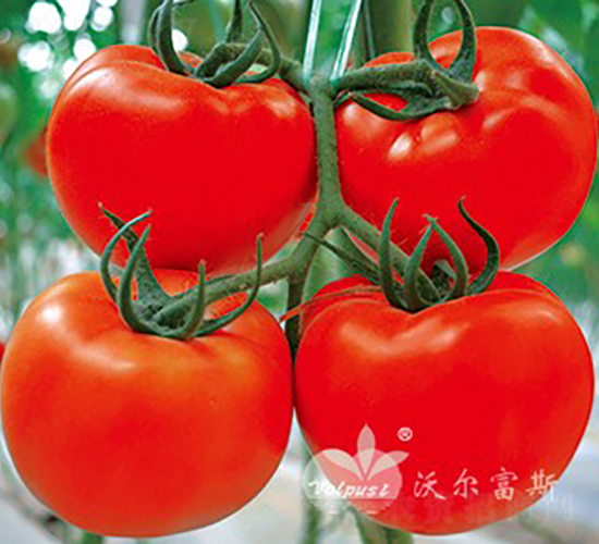 ��˫ӯF1��������ѣ�-��������-�ֶ���˹