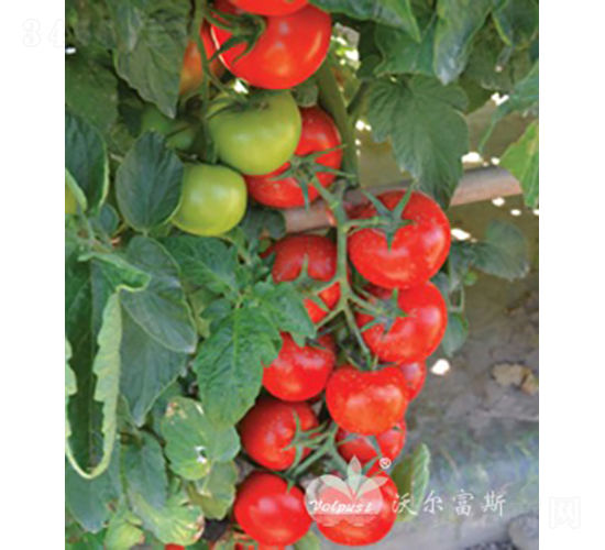 ������F1�����޴�췬�ѣ�-��������-�ֶ���˹