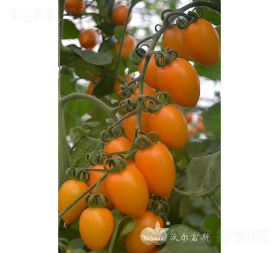 �Ƶ���F1�����ʻƹ�С���ѣ�-��������-�ֶ���˹