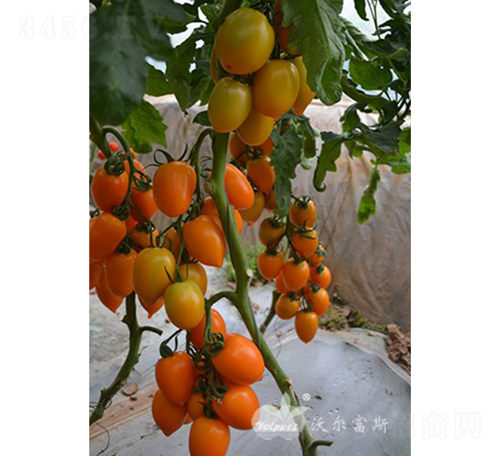 ������F1���߲���ɫ�������ѣ�-��������-�ֶ���˹