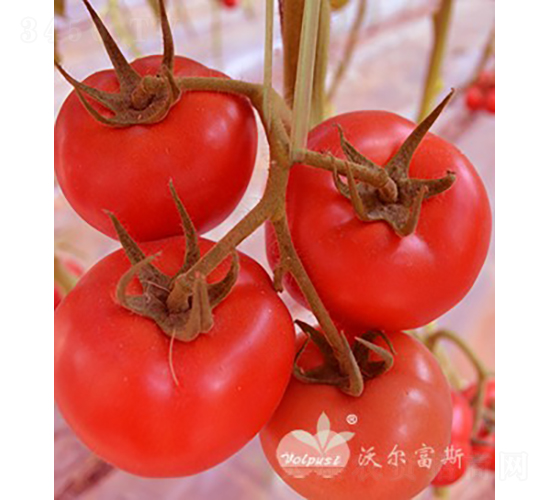�챴��502F1����TY������췬�ѣ�-��������-�ֶ���˹