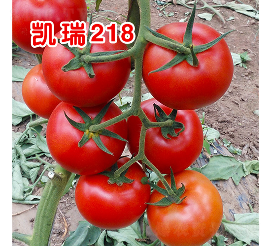 ����218����TY������Ʒ������ѣ�-��������-�ֶ���˹
