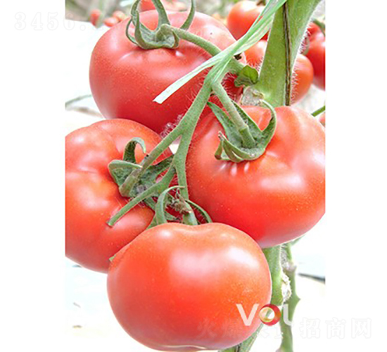 ���������F1����TYԽ�ľ�Ʒ�۹����ѣ�-��������-�ֶ���˹
