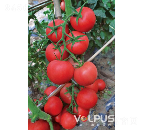 �ַ�517F1����TY��Ʒ�۹����ѣ�-��������-�ֶ���˹
