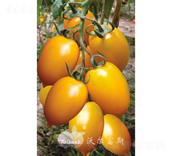 ������F1����ɫ�й����ѣ�-��������-�ֶ���˹