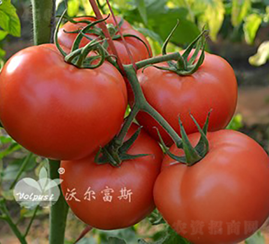 ��۹�148F1����TY�۹����ѣ�-��������-�ֶ���˹