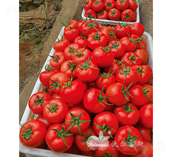 �챴��503F1����TY����������ѣ�-��������-�ֶ���˹