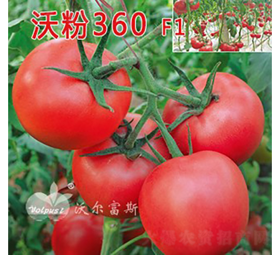 �ַ�360F1����TY�۹����ѣ�-��������-�ֶ���˹
