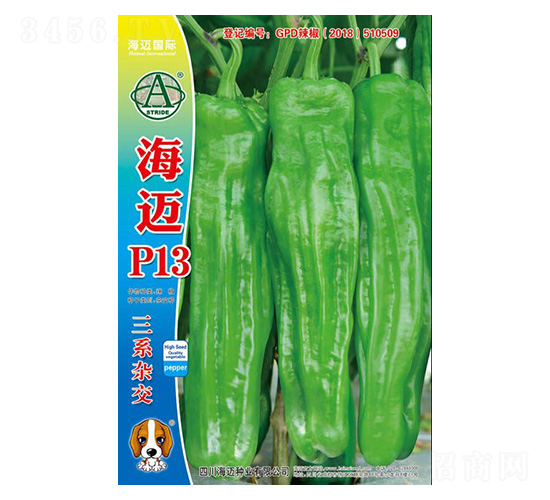 ����P13-��������-��������