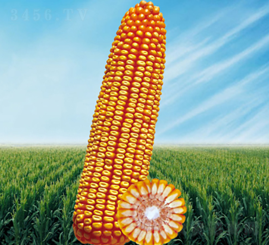 ����1��-��������-������ҵ