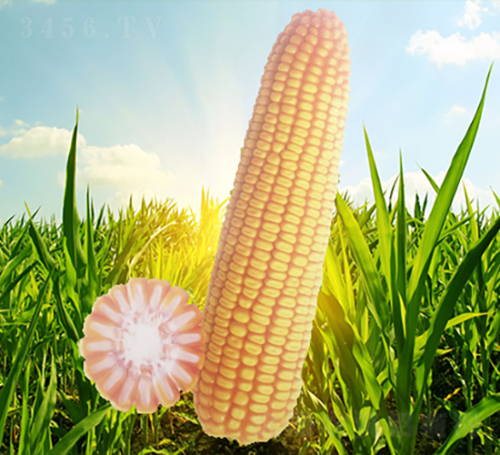 ����76��-��������-������ҵ