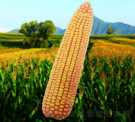 ����203-��������-������ҵ