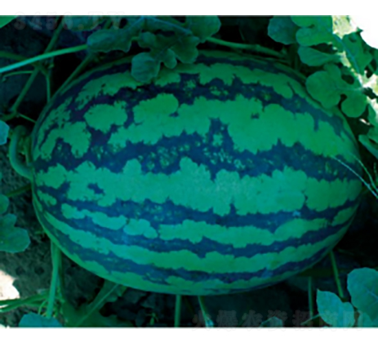 ���װ�CT302-��������-ũ������