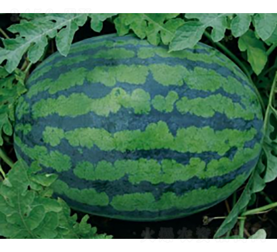 ���װ�k505-��������-ũ������