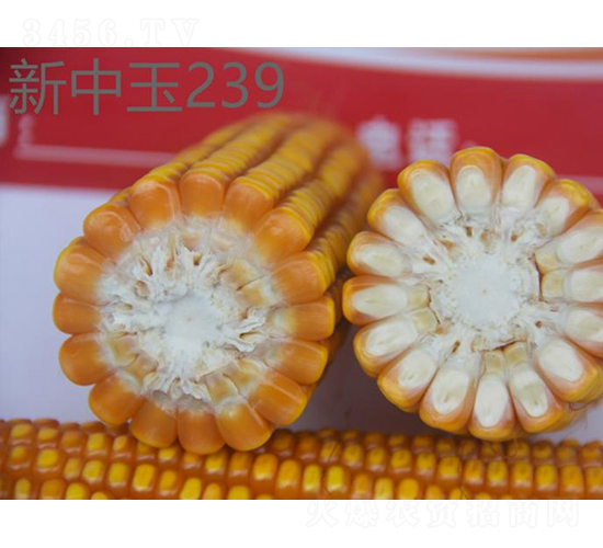 ������239-��������-��ũ�Ƽ�