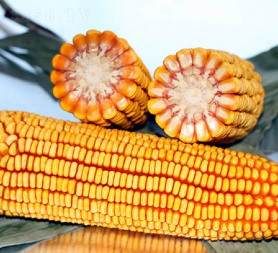 ����318-��������-�Ǻ�������ҵ