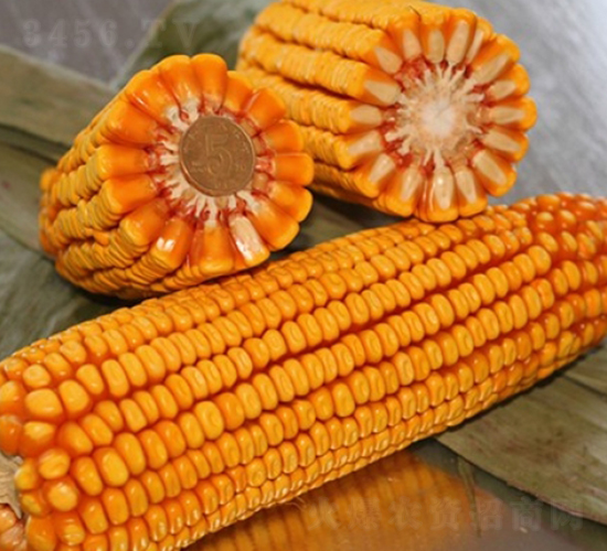 ����518-��������-�Ǻ�������ҵ