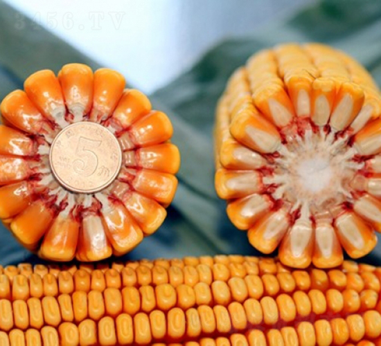 ����618-��������-�Ǻ�������ҵ
