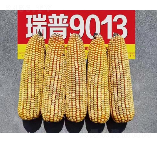����9013-��������-�ط���ҵ