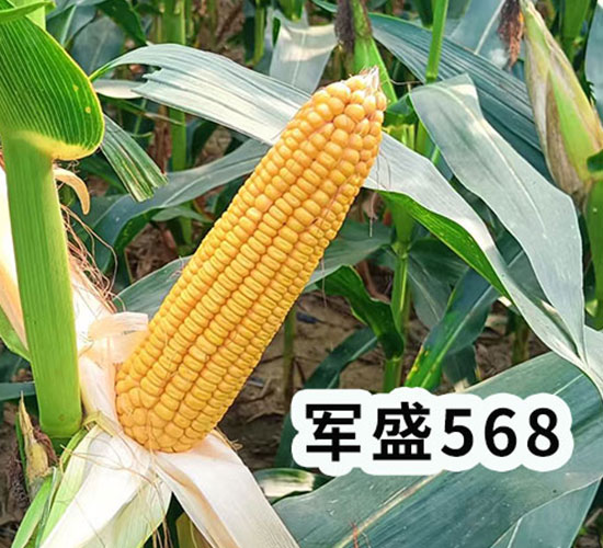 ��ʢ568��������-�h����ҵ