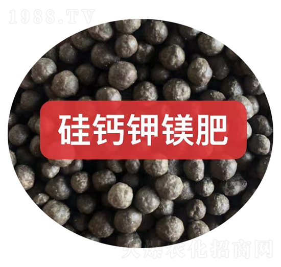��Ƽ�þ�ʿ���-��ũũ��