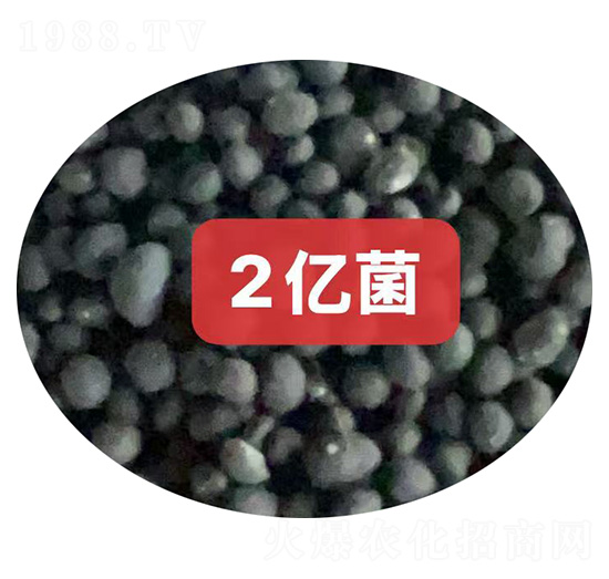 2�ھ�������-������