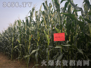 �󾩾�����3912-��������-�󾩾�