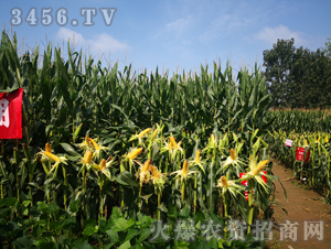�󾩾�156������-��������-�󾩾�