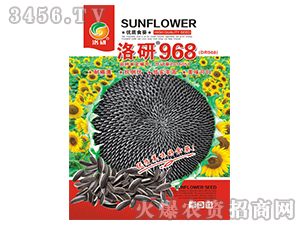���տ�����-����968-����