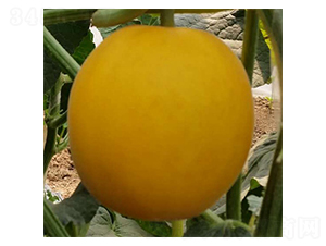 ��կ-�������-³��