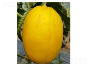 ��ʢ-�������-³��