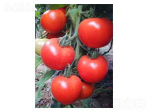 ����508-��������-³��