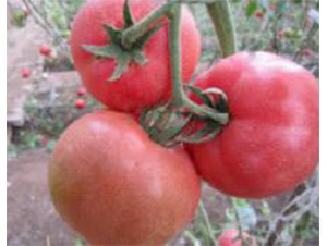 Խ��-��������-³��