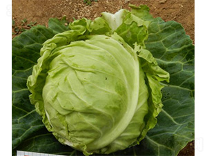 Բ��-��������-³��