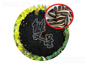S3039-��������-˫����ҵ