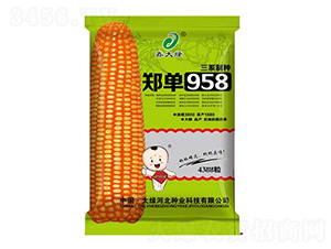 4300��֣��958-��������-�δ���