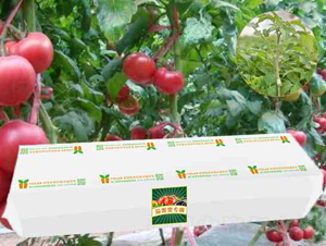 �ѹ��������ֲ-���