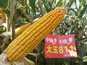 ̫��811-��������-�ҷ�ũҵ