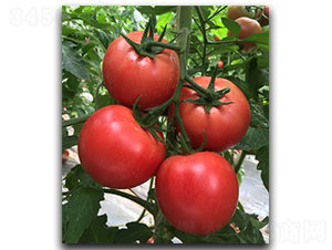 ����1828-��������