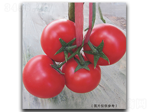 ����515-��������