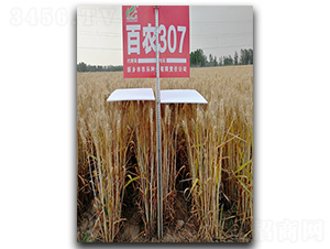 ��ũ307-С������