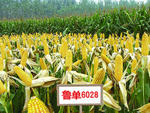 ³��6028-��������-��������