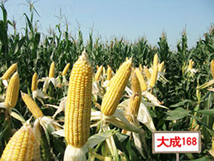 ���168-��������-��������