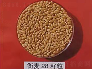 ����28����-С������-������ҵ